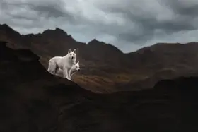 Shandor, Ve: Dogs of Iceland