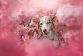 Shandor, Ve: Pink candy