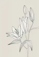 Blursbyai, Laiz Rosana: Line art lillies in beige