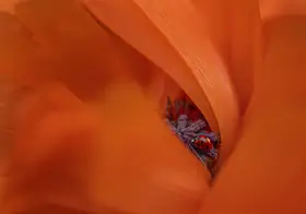 Fu, Molly: Ladybug in Poppy