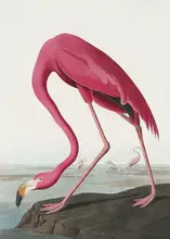 Audubon, James John: Pink Flamingo Ii From Birds of America (1827)