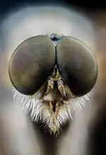 Fjørtoft, J Andre: Rhagionidae