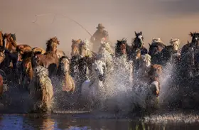 AmandaLee: Invincible Mongolian horses