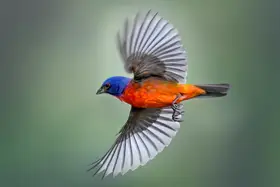 Yang, Jianping: Painted Bunting in Flight