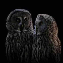 Tsikiridis, Georgios: Two Owls