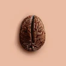 Pozdniakov, Artem: Brain Bean