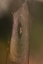 Serge: Golden spider