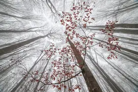 Coman, Ionut Alexandru: A wisp of fall