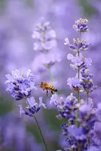 Kazun, Andrii: Lavender world...