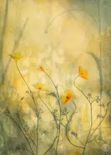 Lee, van Hilda: Orange fairies