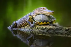 Yang, Jianping: Unlikely Friends