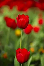 akyurt, engin: red tulips