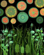 nicolo, giovanna: Psychedelic.png