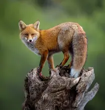 Stern, Johnny: A beautiful red fox poses in the early morning golden light.