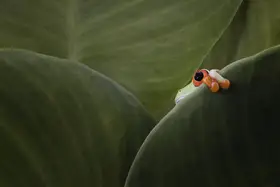 Afsheen, Kurit: One eyes