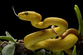 Afsheen, Kurit: The Yellow