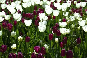 akyurt, engin: colorful tulips