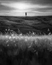 Franzoni, de Thomas: Cypress Hill