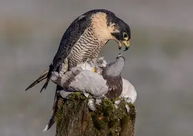 Bennion, David: Peregrine Falcon with prey