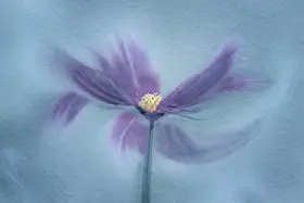 Fu, Molly: My Favorite Cosmos