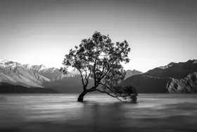 Schaarschmidt, Christoph: wanaka tree