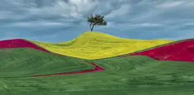 Zeng, Jiahong: Three Color Wheatlandu