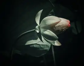 Zhao, Yan: Lotus 6