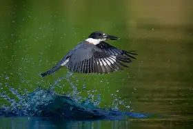 Chen, Johnny: Belted Kingfisher