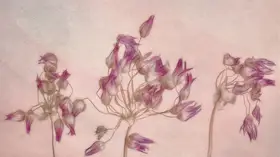Stas, Marie-anne: PINK