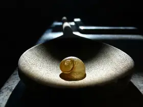 Lesica, Ivan: Snail Shell