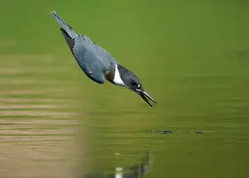 Chen, Johnny: Belted Kingfisher in Action