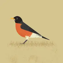 Art, Grasp Vision: American Robin