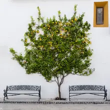 Vandijck, Jean: Orange Tree