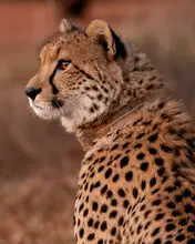 Lupton, Naomi: Cheetah At Sunset