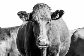 Lupton, Naomi: Bonsmara Cow In Black & White