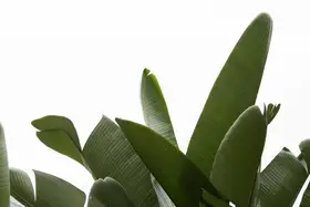 amini54: Travellers Palm Leaves Foliage Photo 03