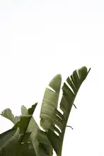 amini54: Travellers Palm Leaves Foliage Photo 07