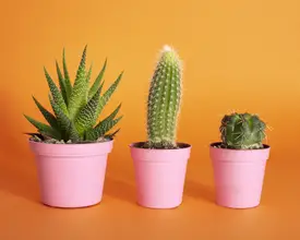 Ramiro, Julia: Cactus.2