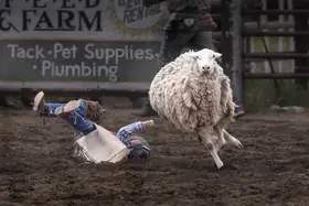 ma, sherry: Victor in Mutton Busting