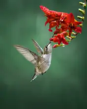 Zhang, Hannah: Hummingbird