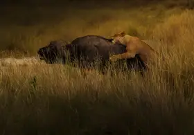 Tseng, Judy: Lions Attack Buffalo