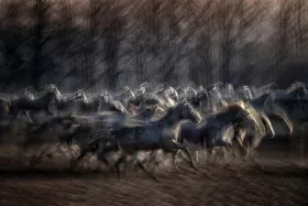 Malovrh, Milan: Stampedo