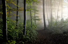 Warth, Irma: late summer forest