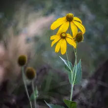 Barboni, Sergio: The end of a flower