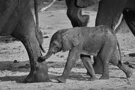 Langerak, Henk: baby elephant