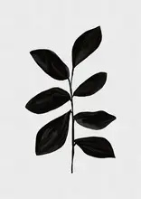 Studio, Orara: Botanical I