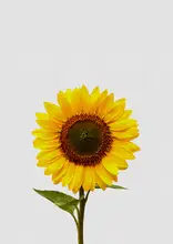 Studio, Orara: Sunflower Still Life