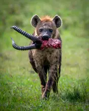 Amro: Heinous Hyena