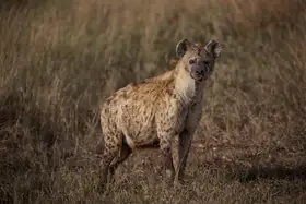 Bashlian, Raffi: A Pregnant Hyena