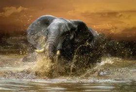 Gerber, Charlaine: Free to play